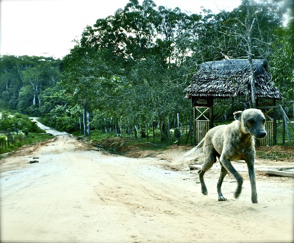 Dog at Espiritu de Anaconda / Iquitos, Peru - image by Sam Slovick