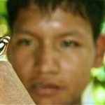 8917_153977736718_681711718_3508317_4147944_n Ulesseys taming butterflies / Peru - image by Sam Slovick