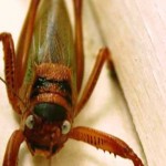 Bug / St Barths - image by Sam Slovick Bug / St Barths - image by Sam Slovick