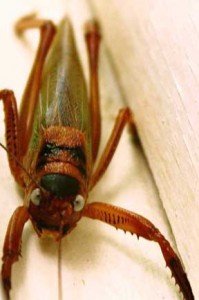 Bug / St Barths - image by Sam Slovick
