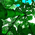 Plant life; Iquitos - image by Sam Slovick Plant life; Iquitos - image by Sam Slovick