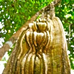 vaginal vine; Iquitos - image by Sam Slovick vaginal vine; Iquitos - image by Sam Slovick