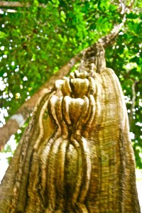 vaginal vine; Iquitos - image by Sam Slovick