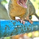 IMG_5476 nocternal in daylight; Iquitos - image by Sam Slovick