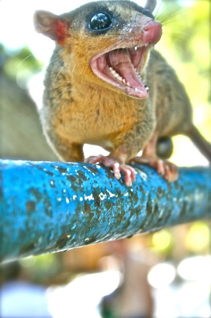 nocternal in daylight; Iquitos - image by Sam Slovick